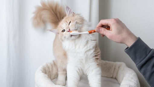 Brushing my 2024 cat's teeth